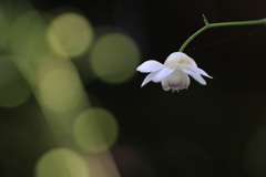 蓮華升麻