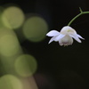 蓮華升麻