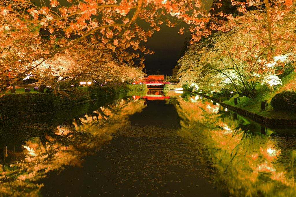 米沢城の夜桜