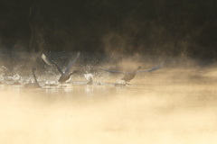 川霧の中を行く