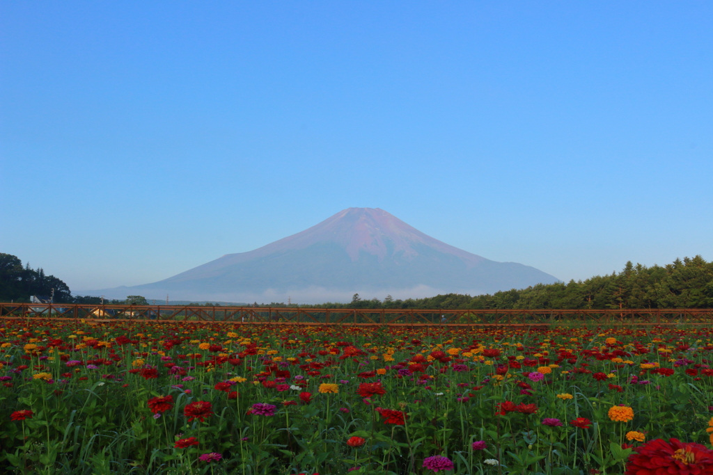 富士山と百日草