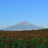 富士山と百日草