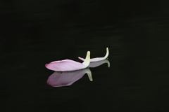 蓮舟-２