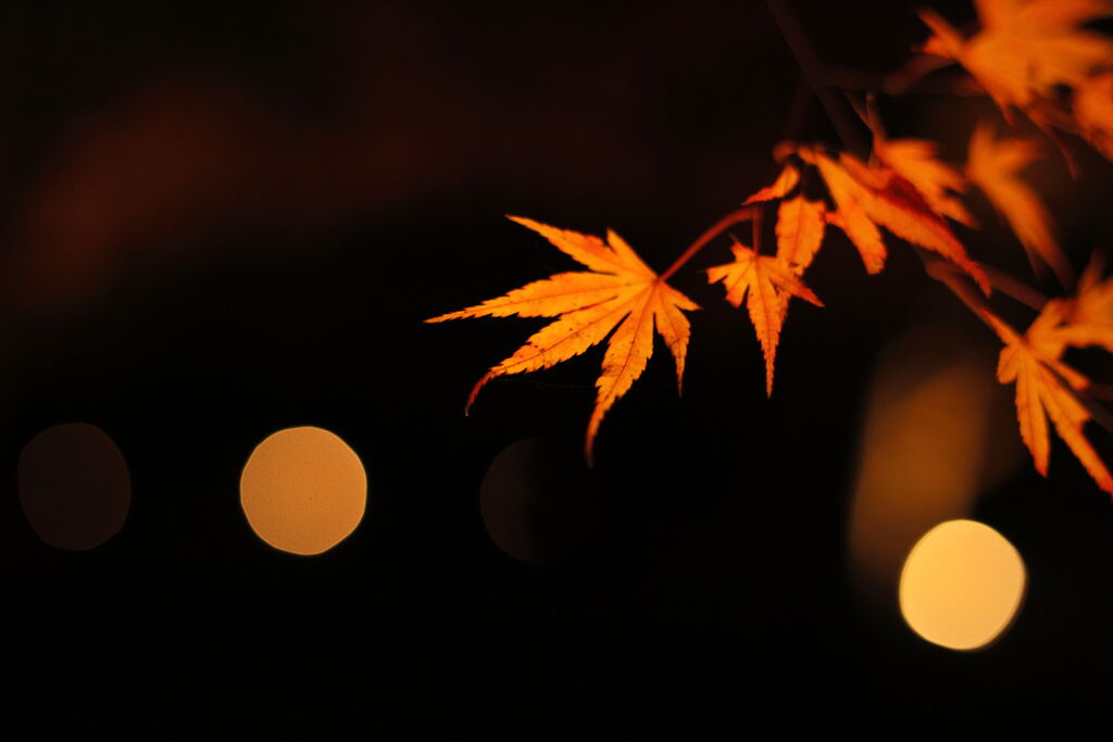 ライトアップされた紅葉