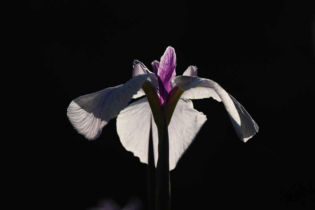 菖蒲