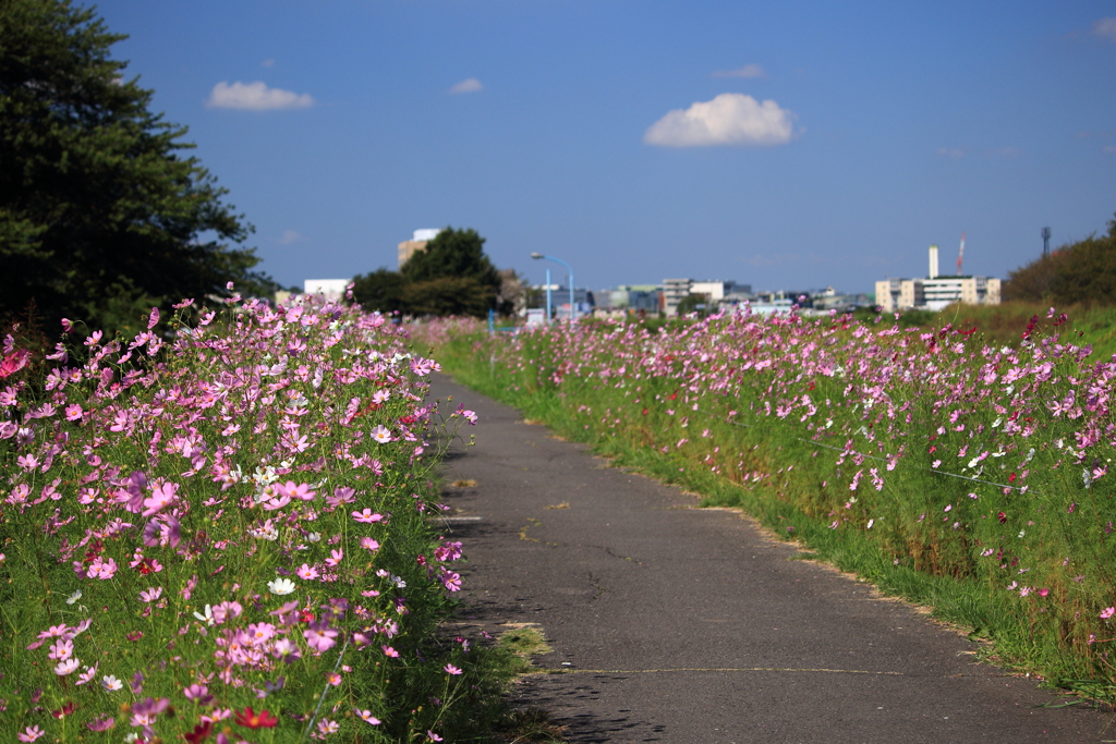 秋の散歩道
