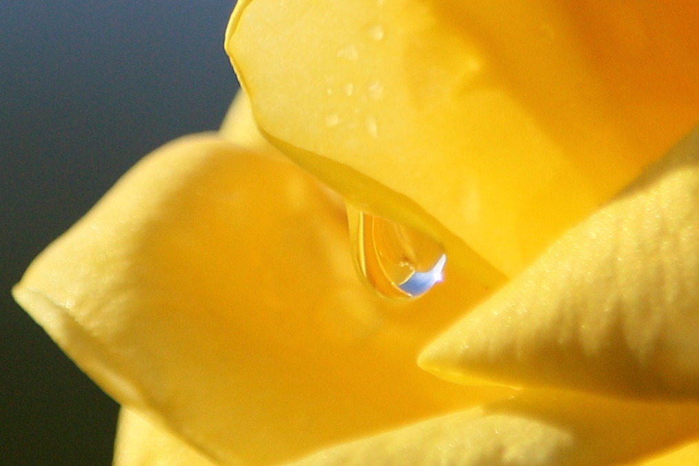 雫の中の花弁