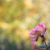 秋薔薇ー２
