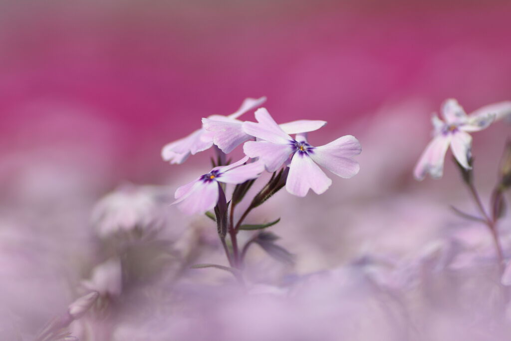 芝桜