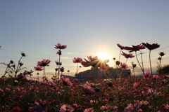 コスモス畑の夕日