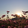 コスモス畑の夕日