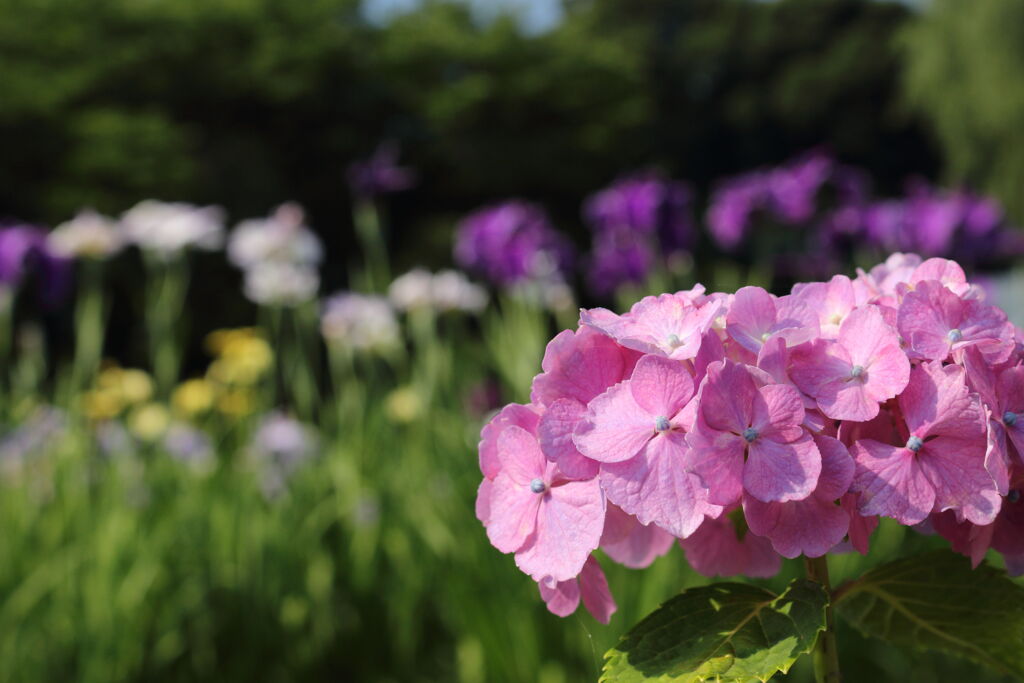 ピンクの紫陽花