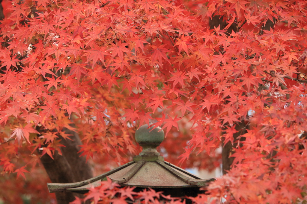 モミジ