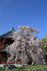 枝垂れ桜とお堂