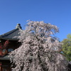 枝垂れ桜とお堂