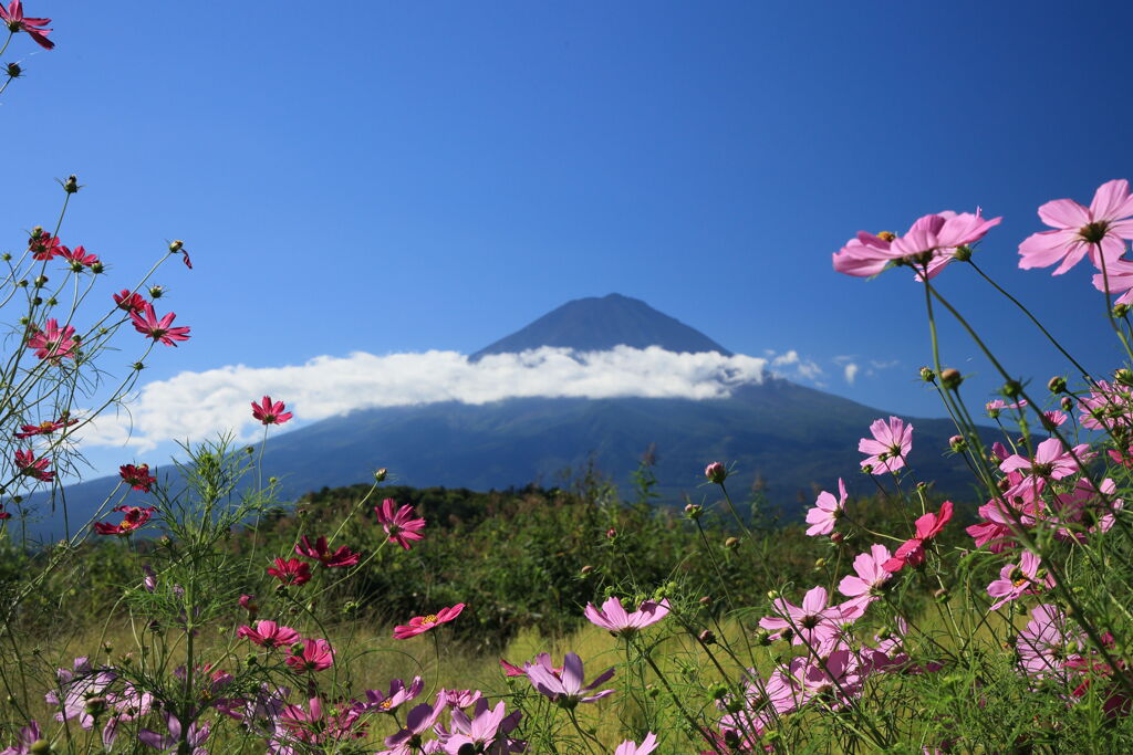 コスモスと富士山