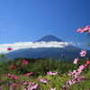 コスモスと富士山