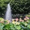 噴水のある蓮池