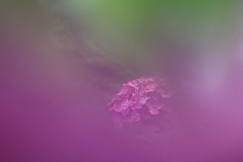 紫陽花-4