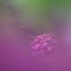 紫陽花-4