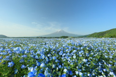 青い花と青空に挟まれて