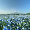 青い花と青空に挟まれて
