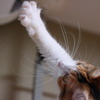 猫パンチ！②
