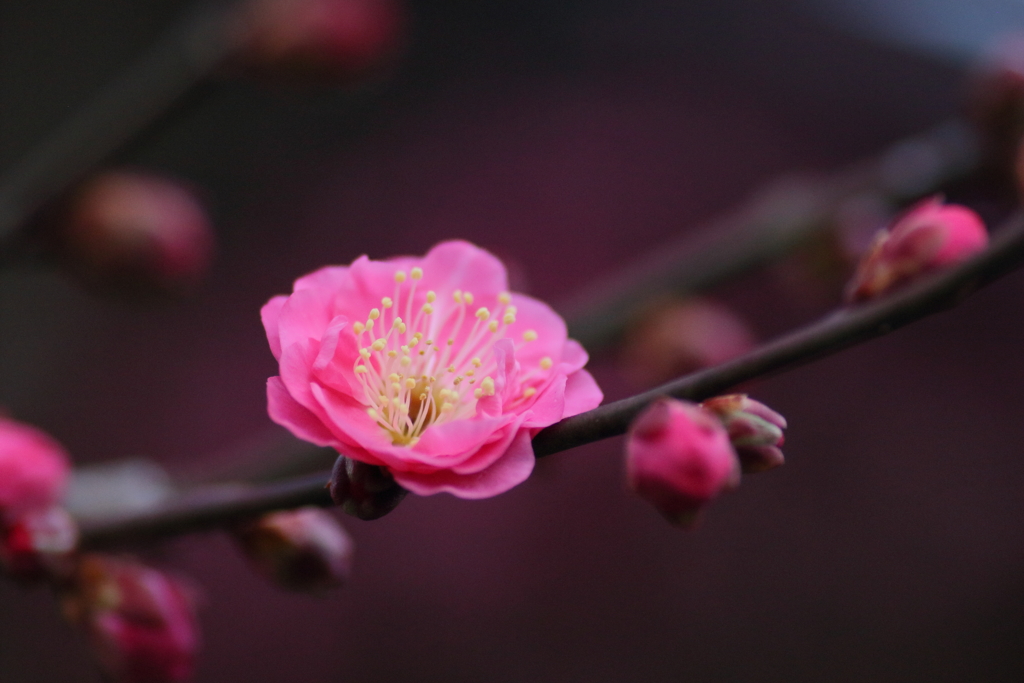 春に向かって