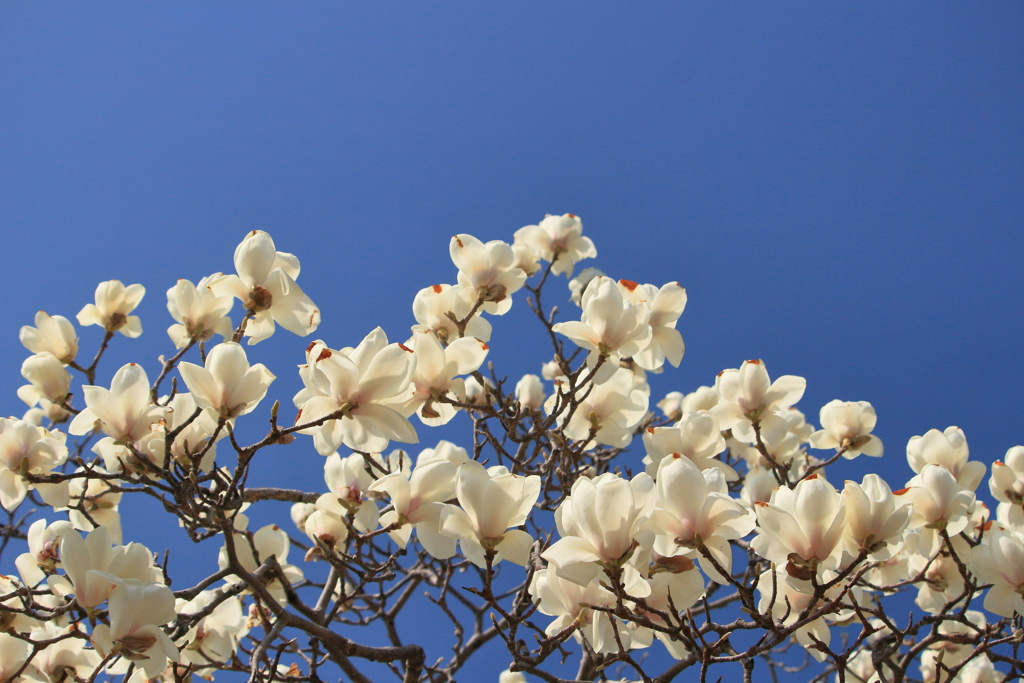 青空と白い花