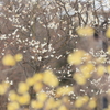 早春の彩‐２