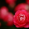 赤い秋薔薇