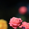 秋薔薇‐1