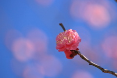 この木だけ