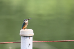 カワセミさん