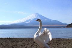 富士山をバックに舞う白鳥