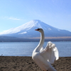 富士山をバックに舞う白鳥