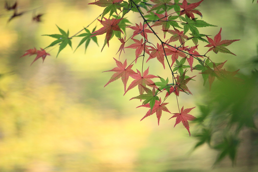 色付く紅葉-2