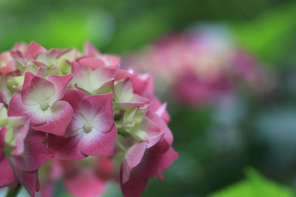 紫陽花