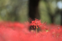 曼殊沙華