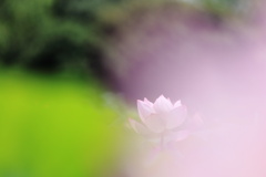 蓮花 2