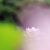 蓮花 2