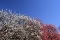 紅梅、白梅、青空