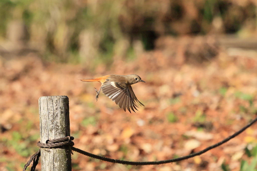 ジョビ子さんが飛んだ