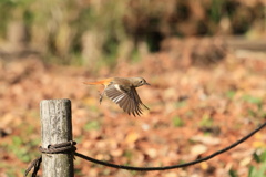 ジョビ子さんが飛んだ