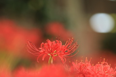 彼岸花