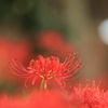 彼岸花