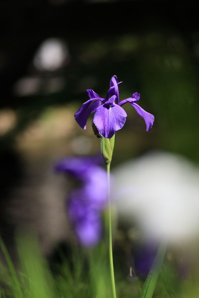 燕子花