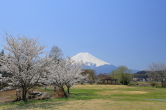 富士の麓に春が来た