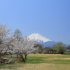 富士の麓に春が来た