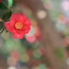 山茶花 2